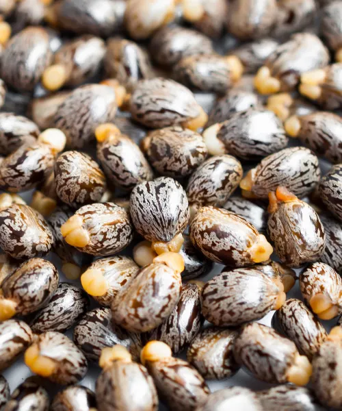 Castor Seed